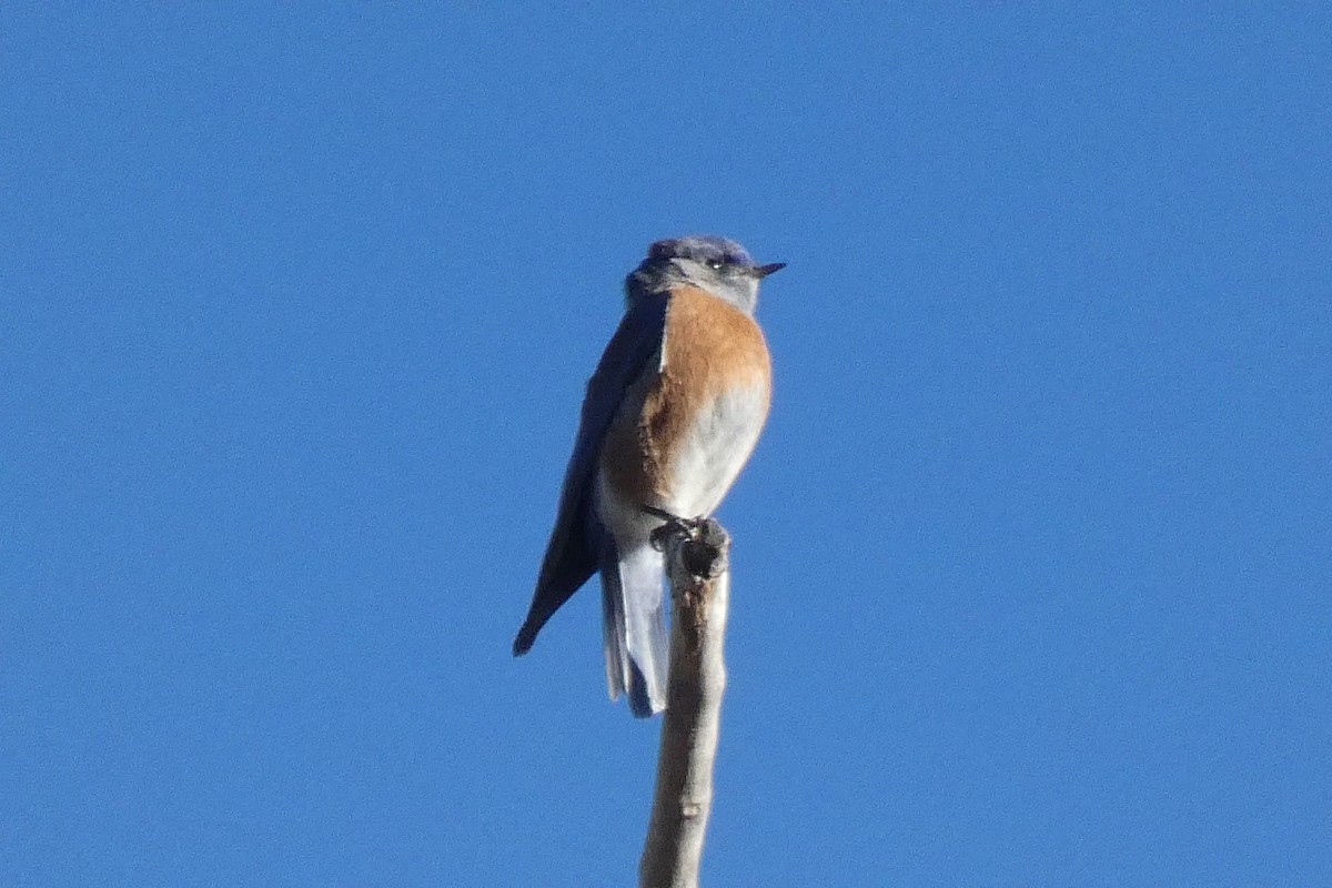 Western Bluebird - ML646592841