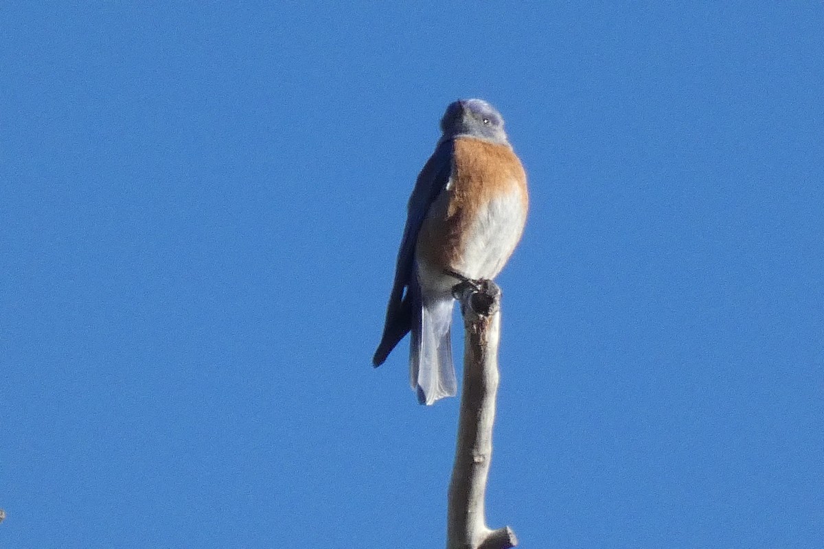 Western Bluebird - ML646592842