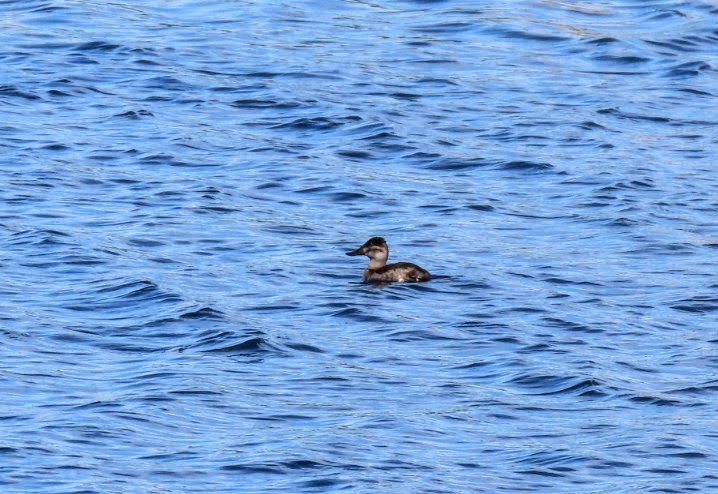 Ahate herdoiltsua - ML646592843