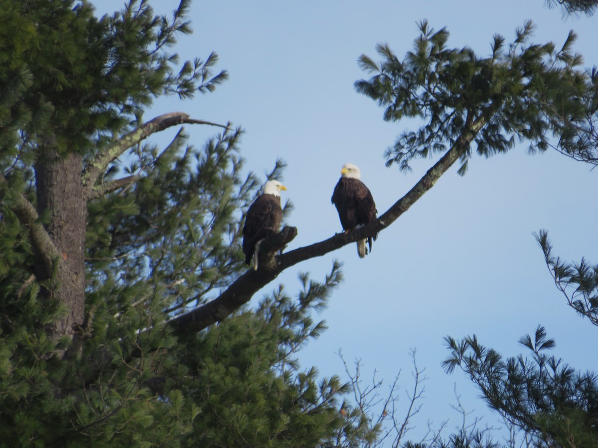 Itsas arrano buruzuria - ML646592844