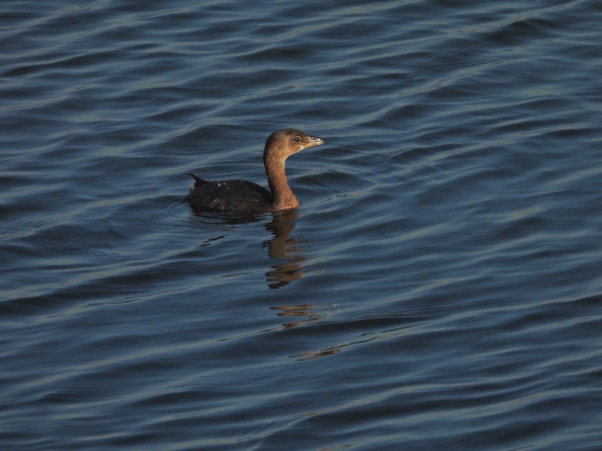 Txilinporta mokolodia - ML646592845