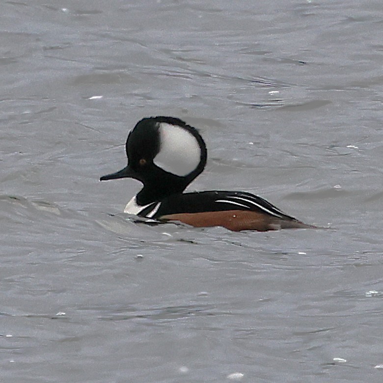 Zerra buruhandia - ML646592847