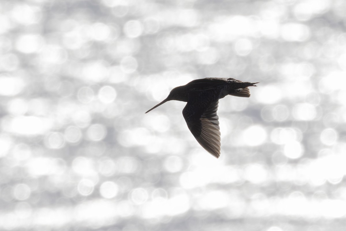 Pantanal Snipe - ML646592848