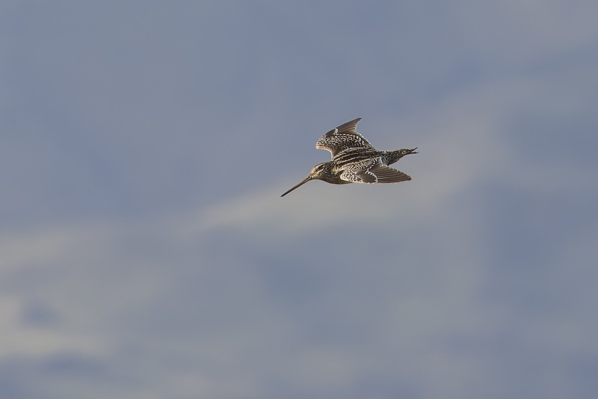 Pantanal Snipe - ML646592849