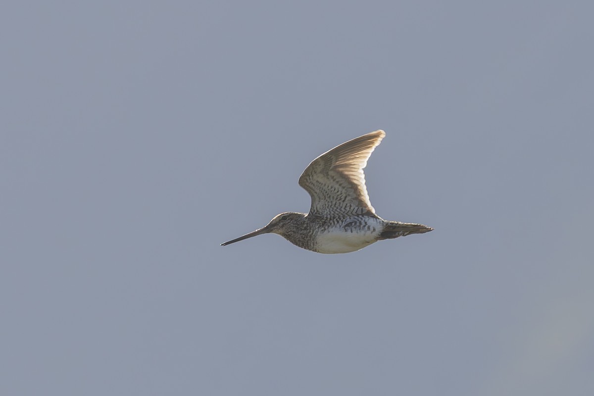 Pantanal Snipe - ML646592850