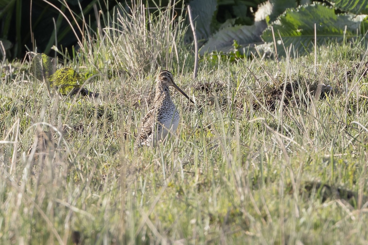 Pantanal Snipe - ML646592851