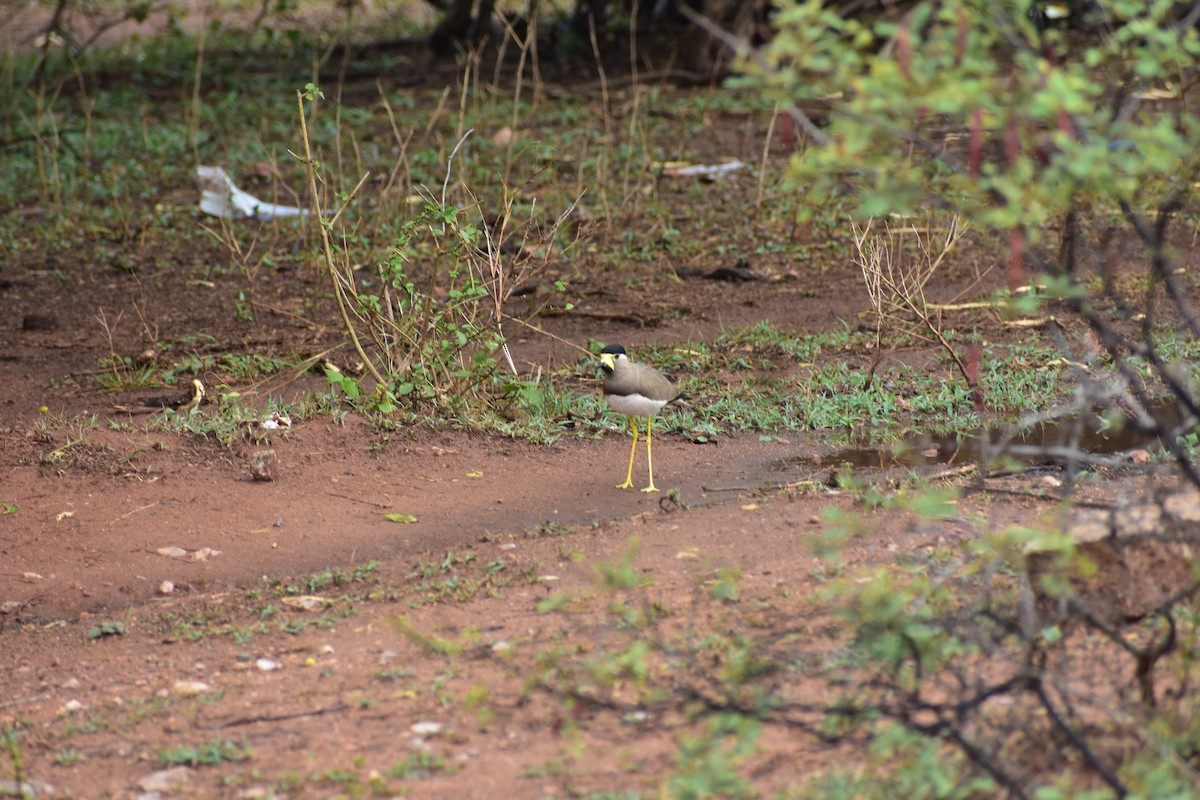 Yellow-wattled Lapwing - ML646592852