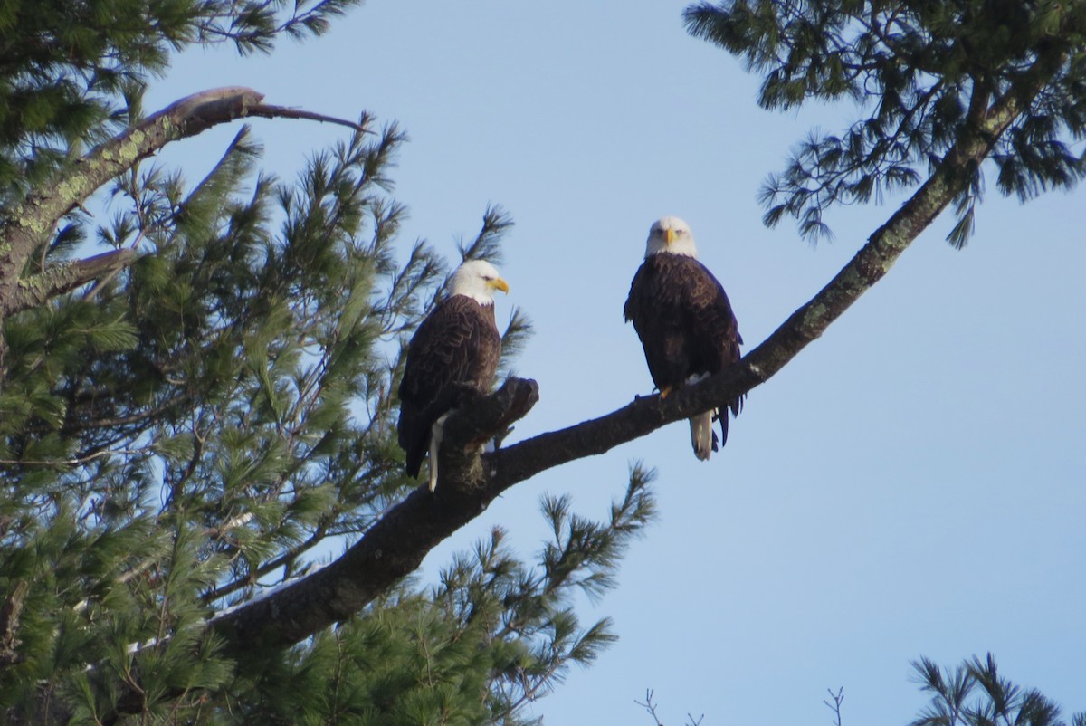 Itsas arrano buruzuria - ML646592853