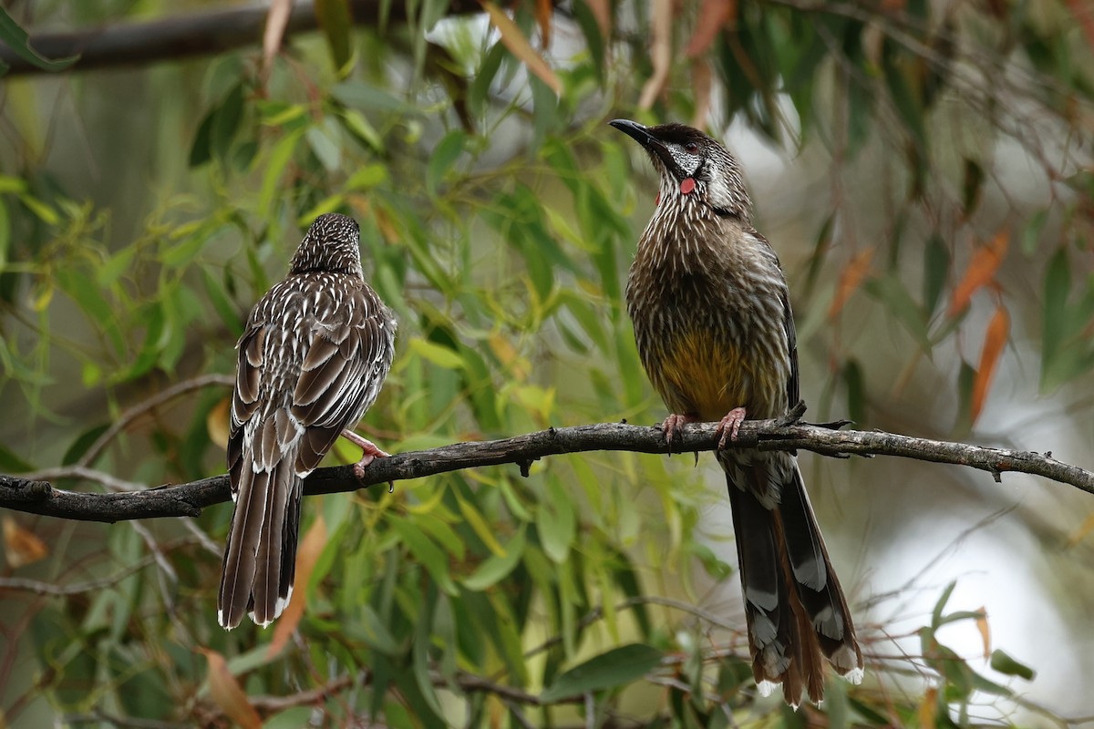Red Wattlebird - ML646592854