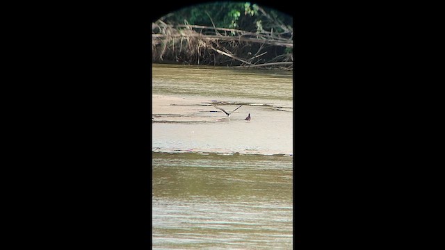 Aizturmoko amerikarra - ML646592855