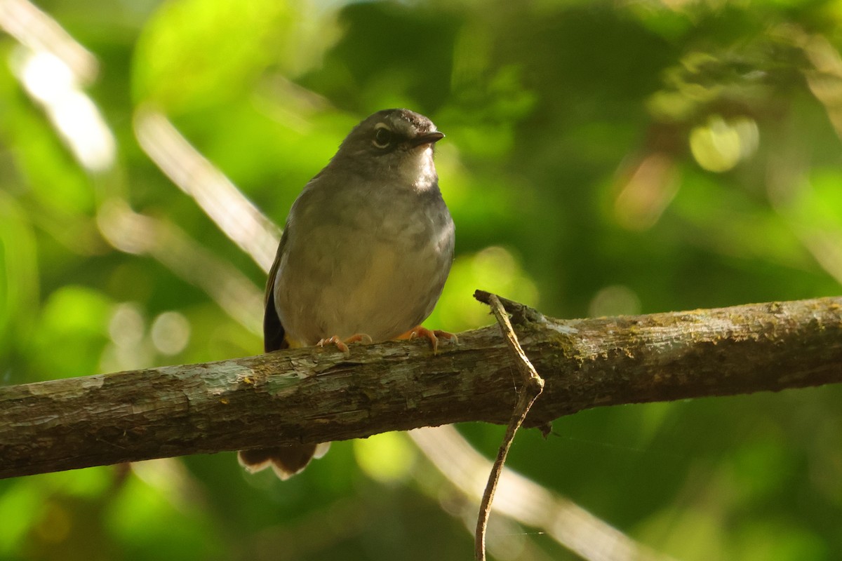 White-browed Warbler - ML646592856