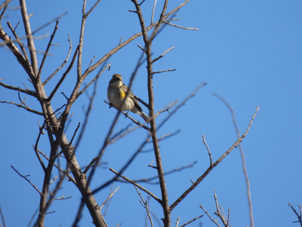 Yellow-rumped Warbler - ML646592857