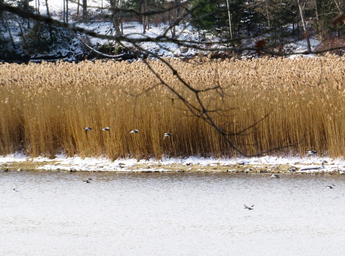 Murgilari urrebegia - ML646592858