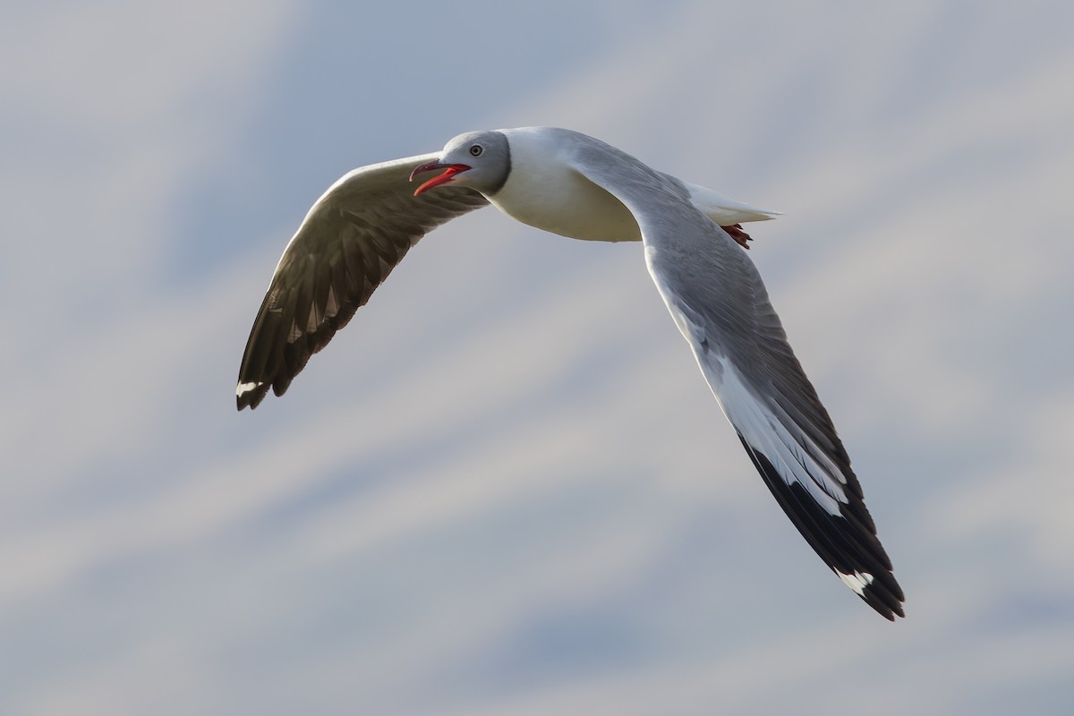 Gray-hooded Gull - ML646592859