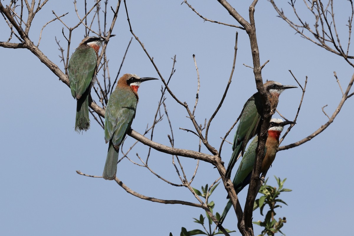 White-fronted Bee-eater - ML646592862