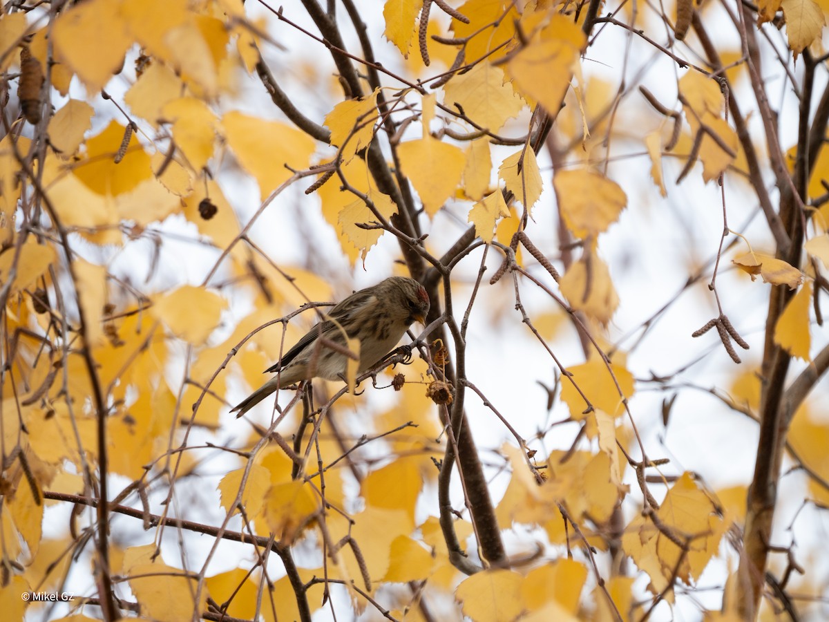 Redpoll - ML646592863