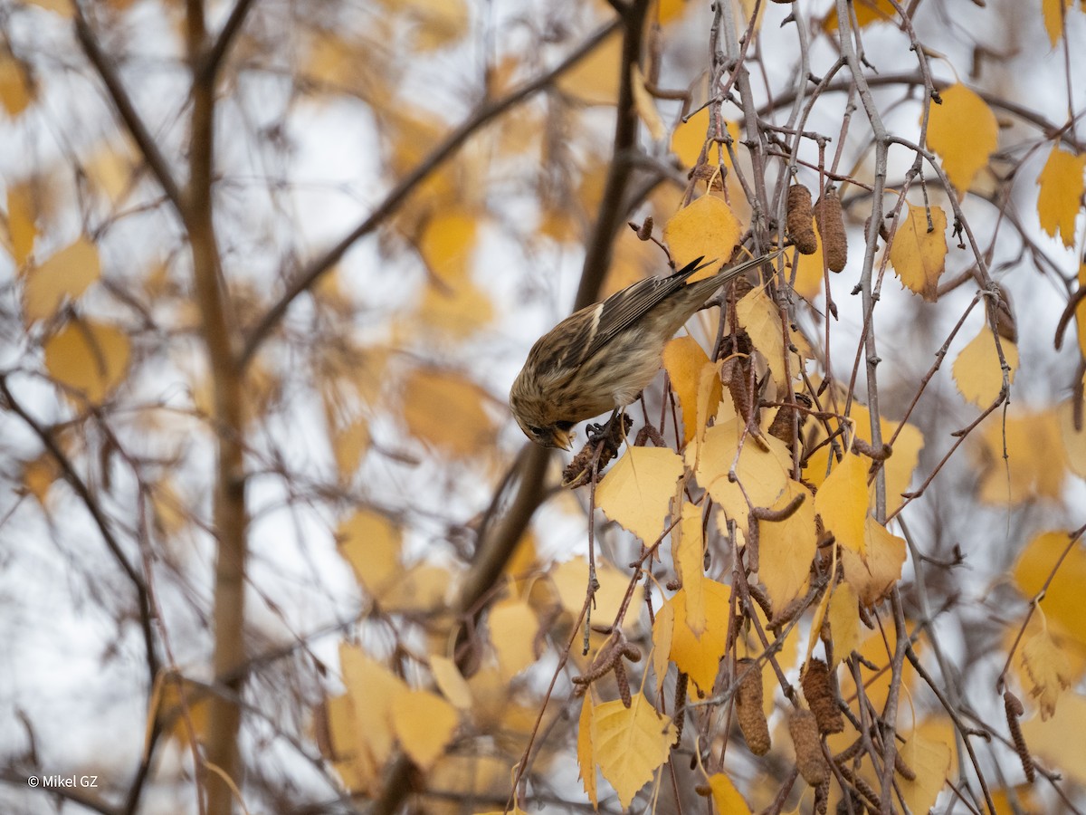 Redpoll - ML646592864