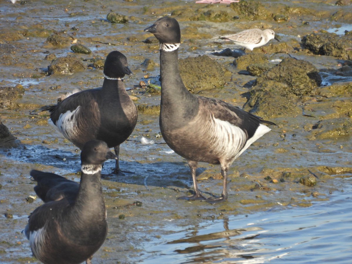 Branta musubeltza - ML646592865