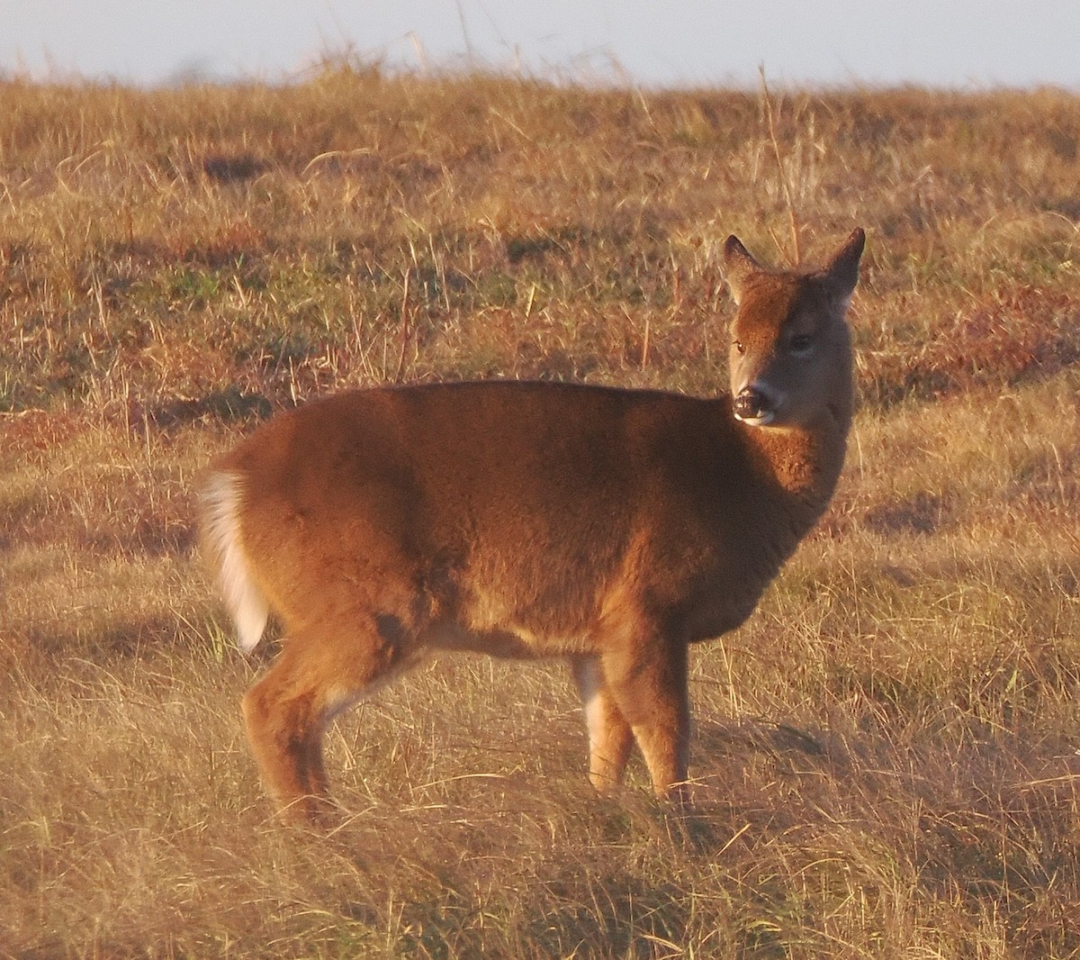 White-tailed Deer - ML646592867