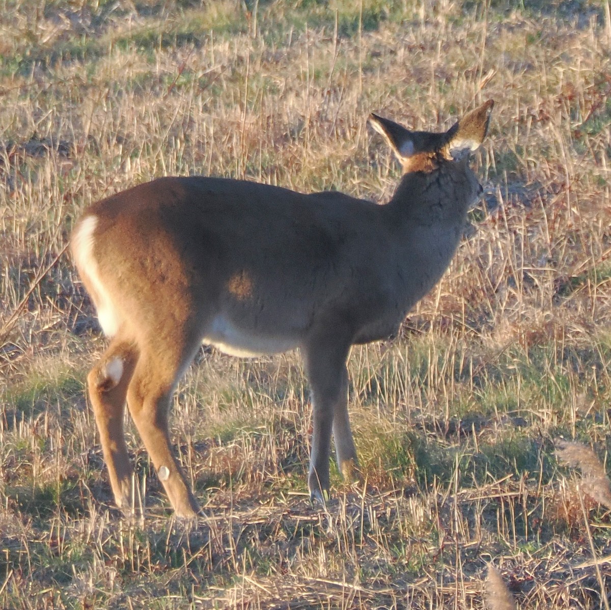 White-tailed Deer - ML646592868