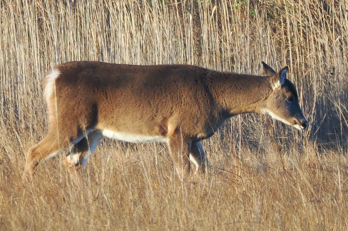 White-tailed Deer - ML646592869