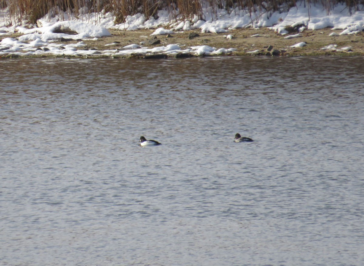 hohol severní - ML646592870