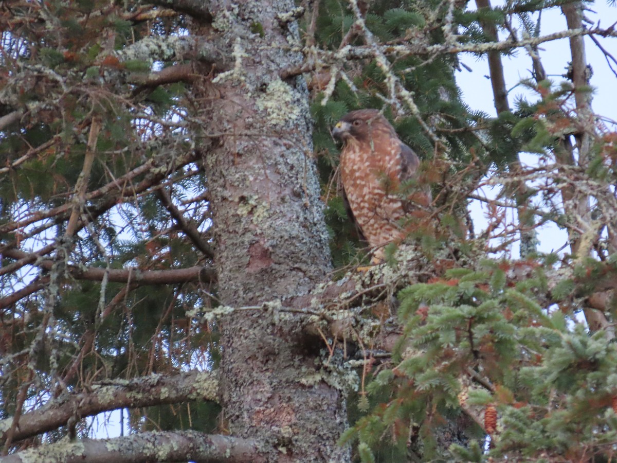 Broad-winged Hawk - ML646592871