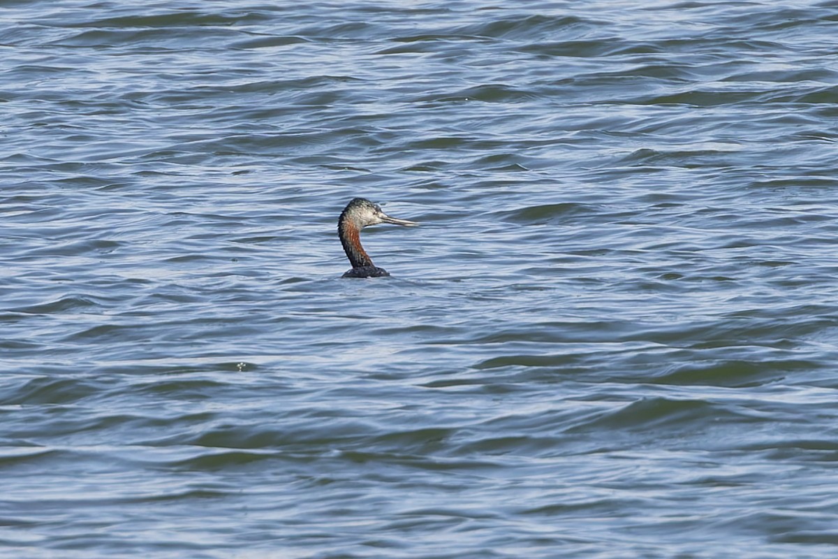 Пірникоза-голіаф - ML646592872