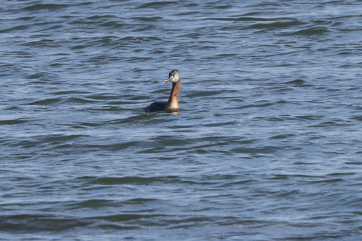 Пірникоза-голіаф - ML646592873