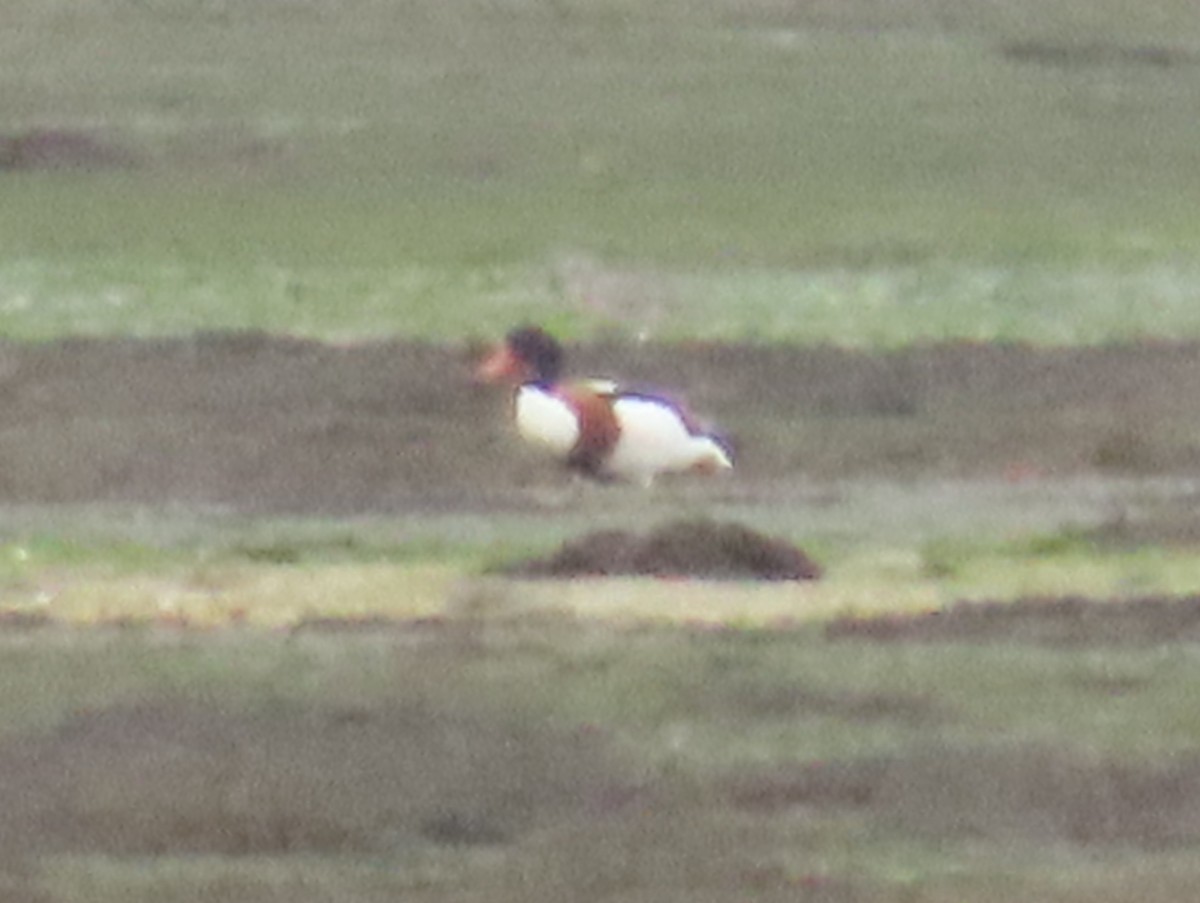 Tadorne de Belon - ML646592874