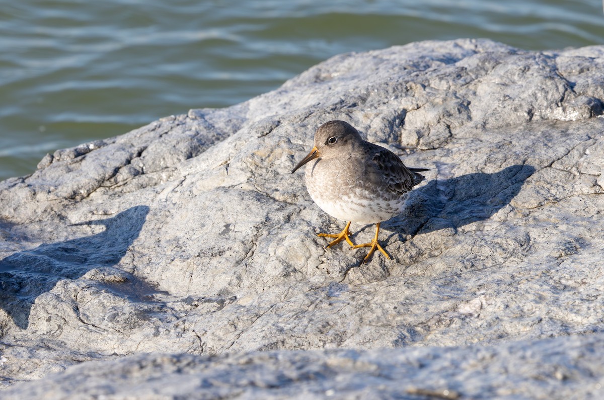 Purple Sandpiper - ML646592875