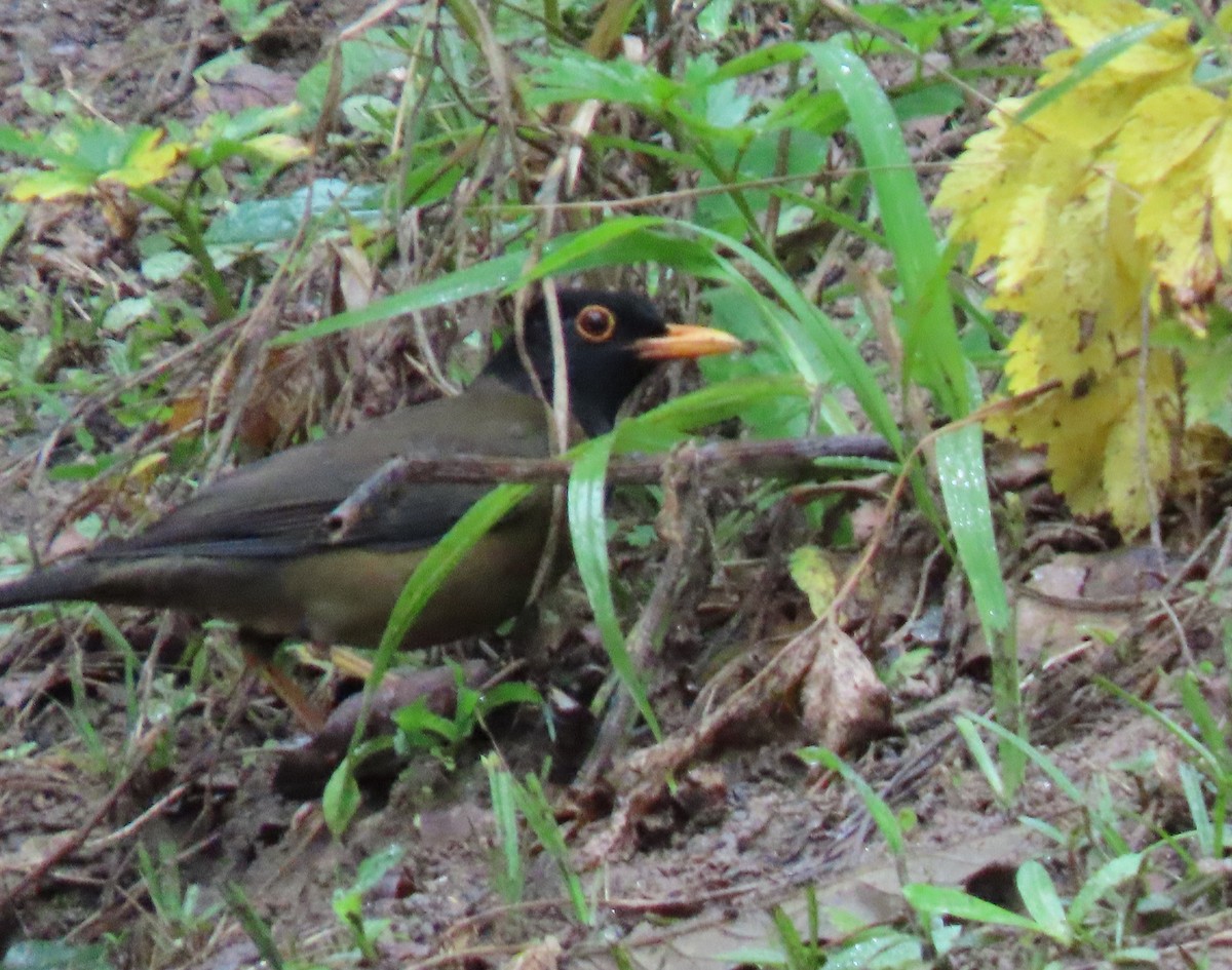 drozd černokápý - ML646592877