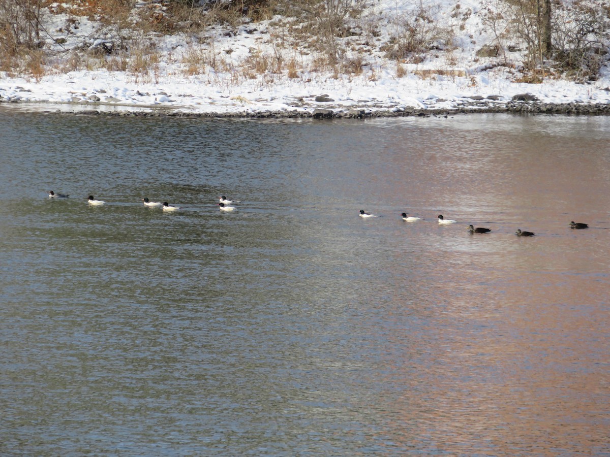 morčák velký - ML646592879