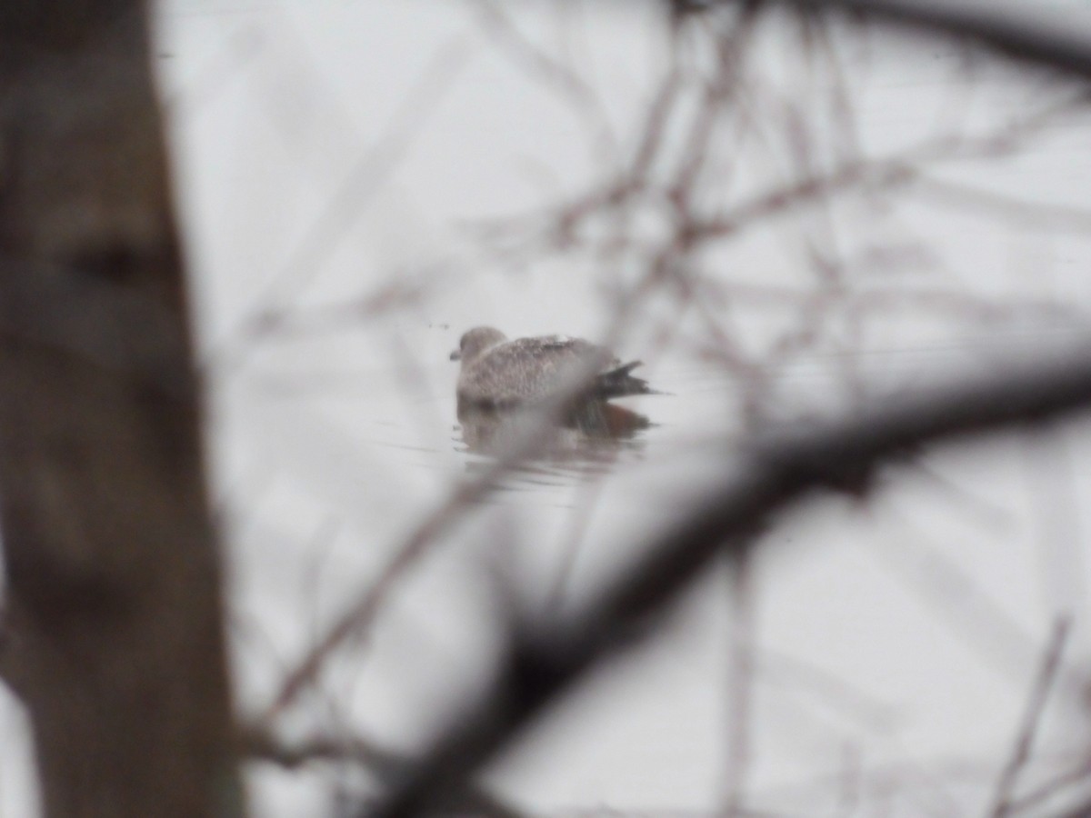 American Herring Gull - ML646592880