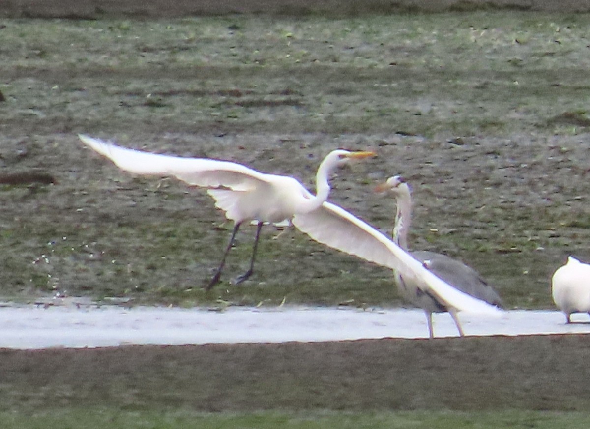 Grande Aigrette - ML646592883