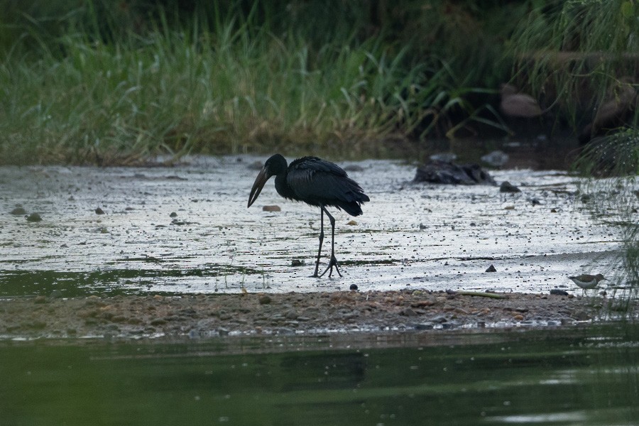 Африканский аист-разиня - ML646592885