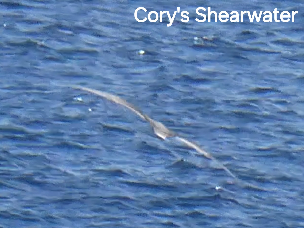 Cory's Shearwater - ML646592886