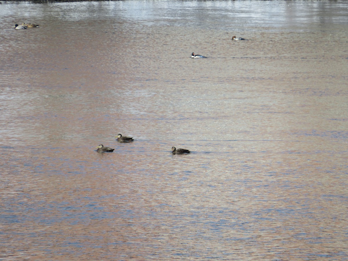 kachna tmavá - ML646592891