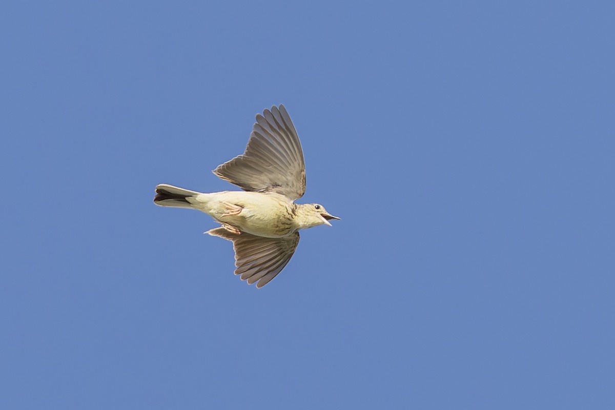 Щеврик пампасовий - ML646592893