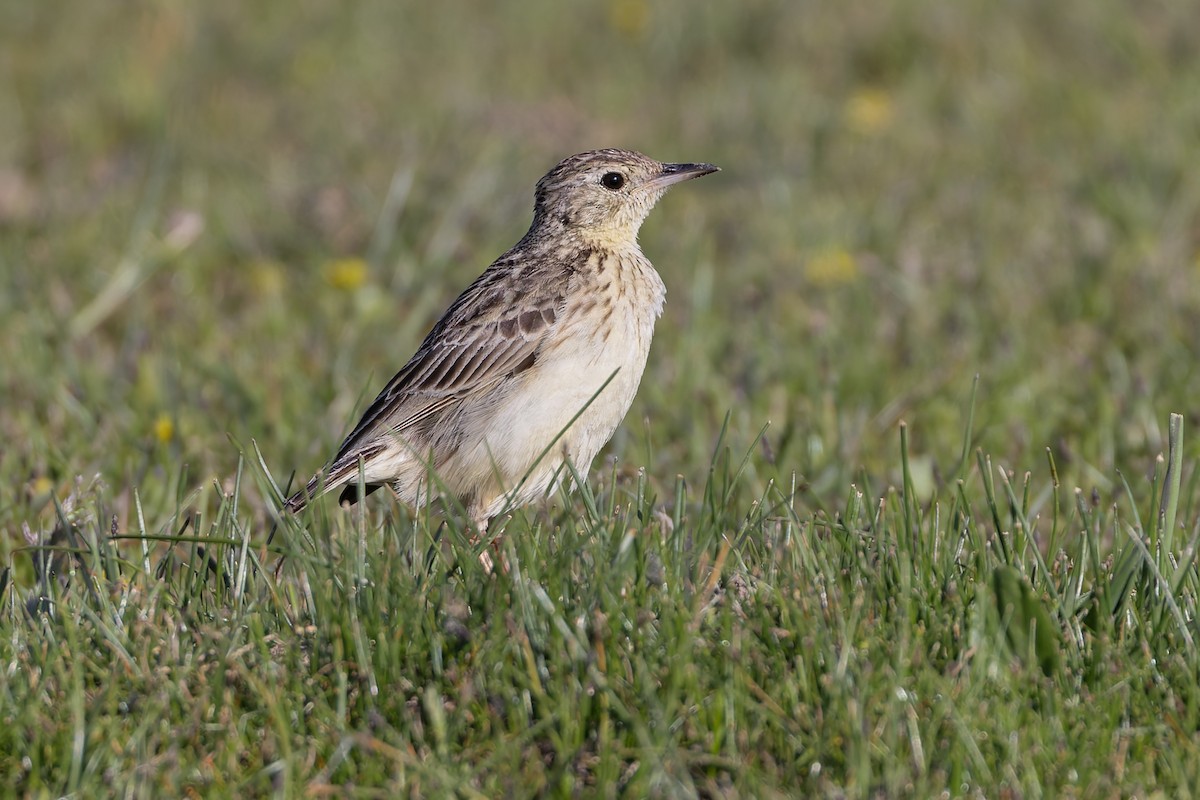 Щеврик пампасовий - ML646592894