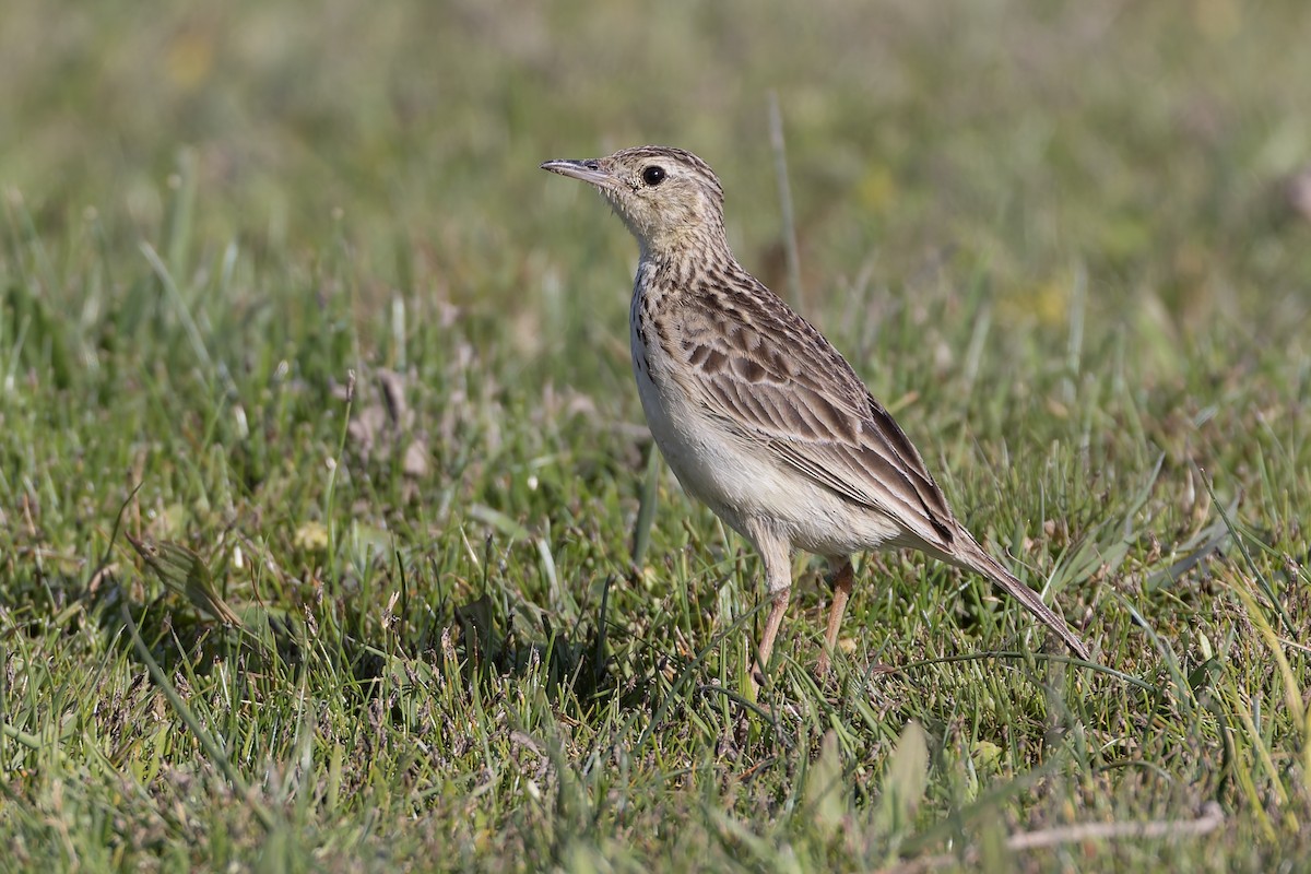 Щеврик пампасовий - ML646592895