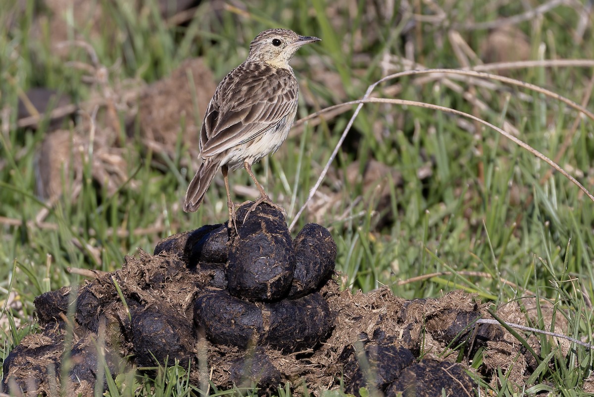 Щеврик пампасовий - ML646592896