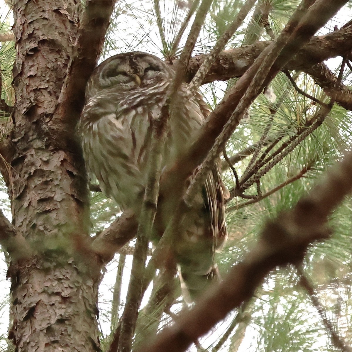 Barred Owl - ML646592898