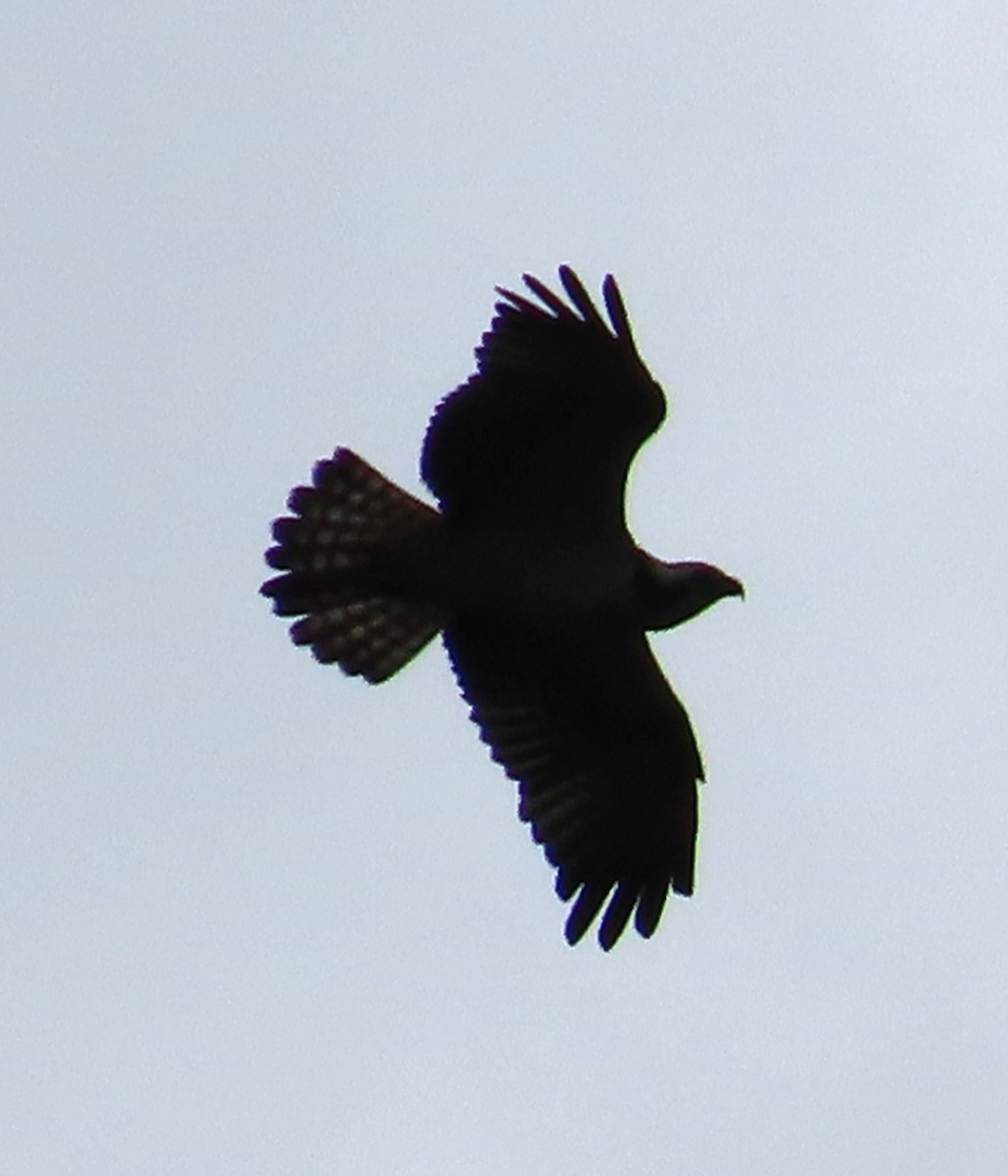 Balbuzard pêcheur - ML646592903