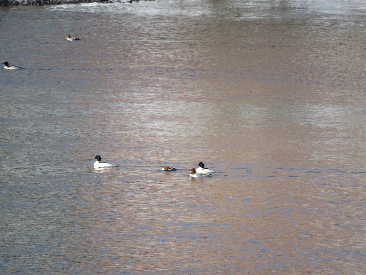 morčák velký - ML646592905