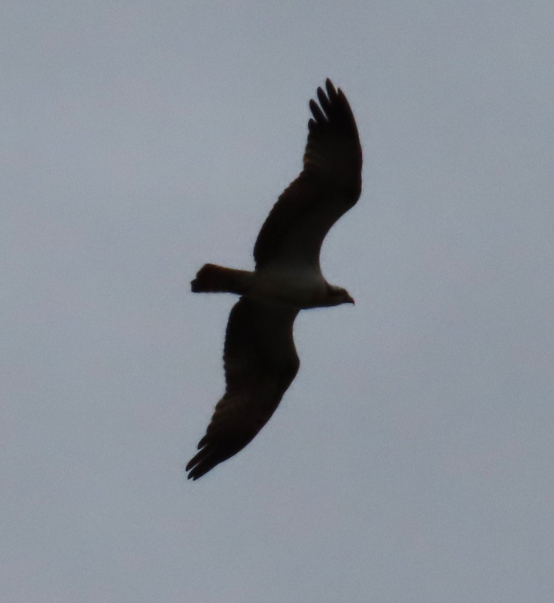 Balbuzard pêcheur - ML646592906