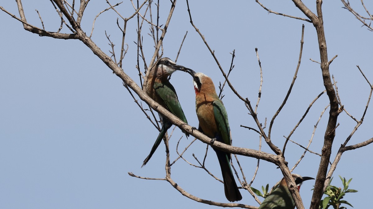 White-fronted Bee-eater - ML646592907