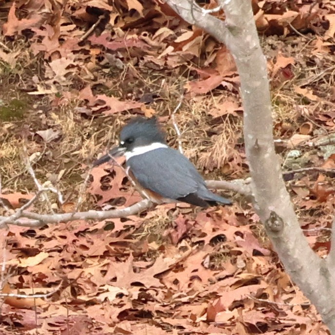 Belted Kingfisher - ML646592908