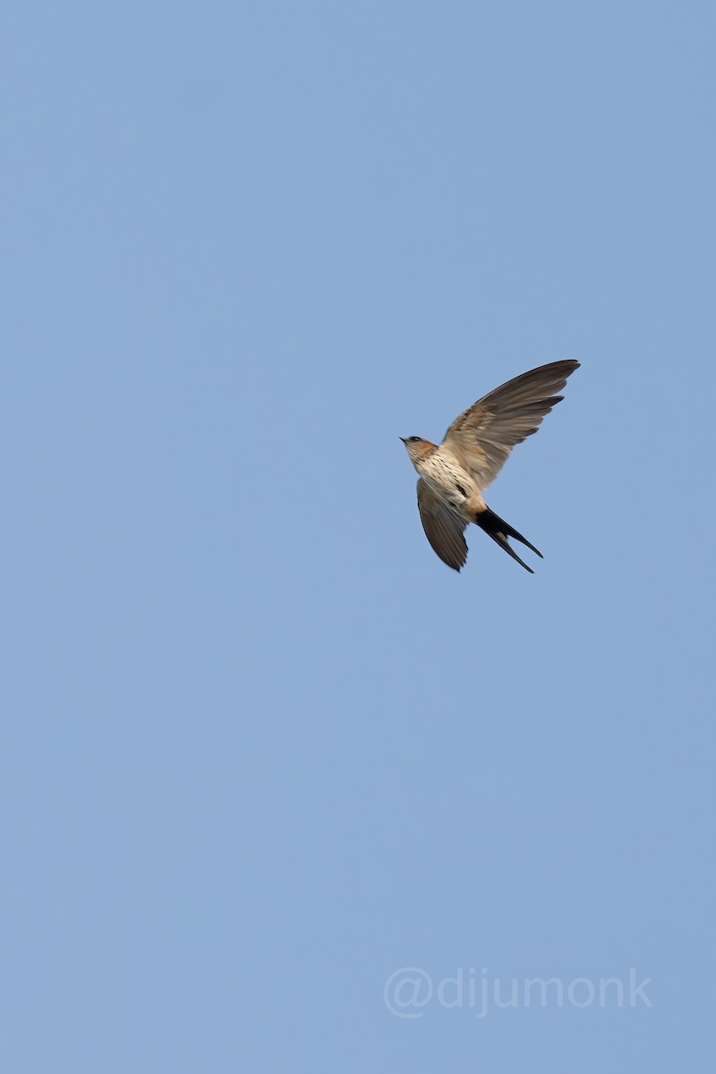 Eastern Red-rumped Swallow - ML646592911