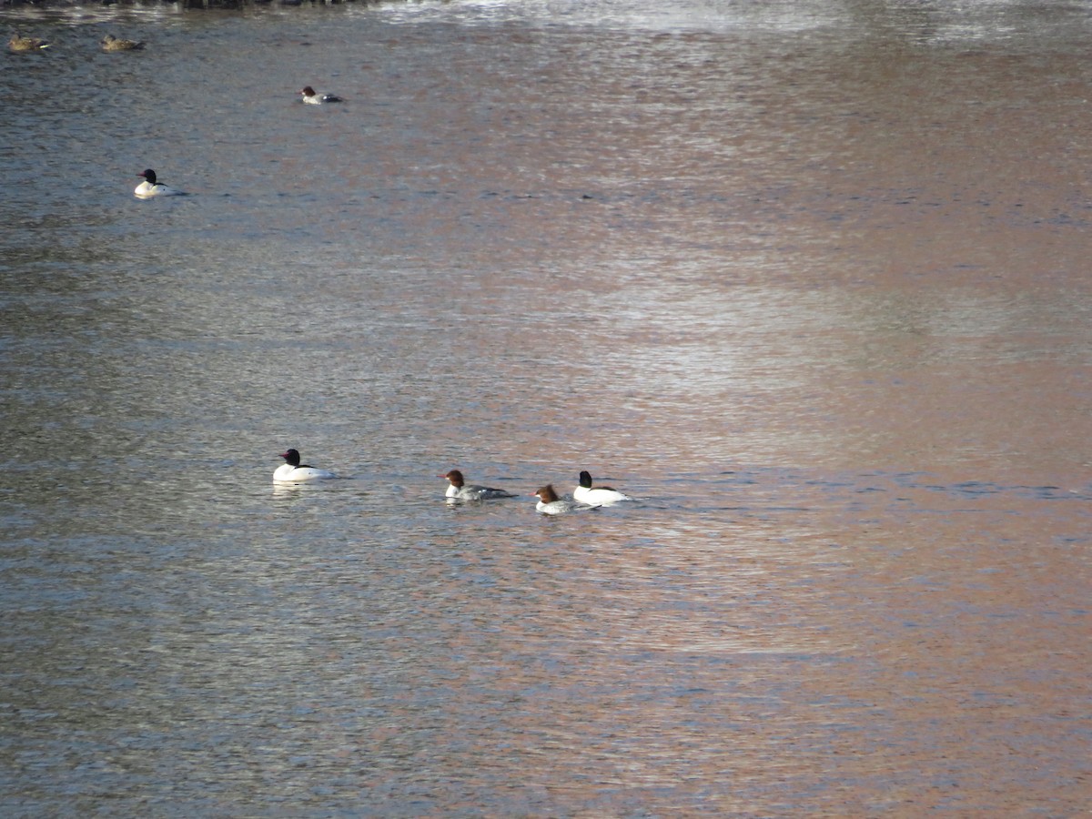 morčák velký - ML646592912